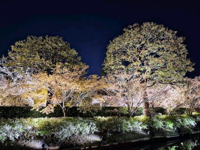 京都車站周邊賞櫻首選---東寺•夜櫻