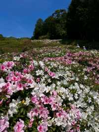 Flower Heaven