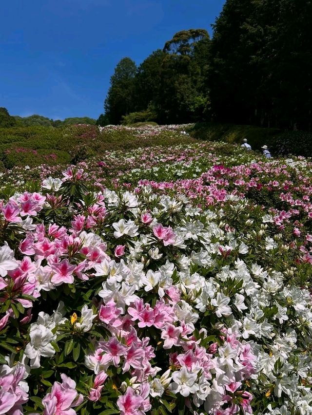 Flower Heaven