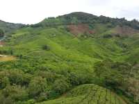 Cameron Highlands’ Green Gem