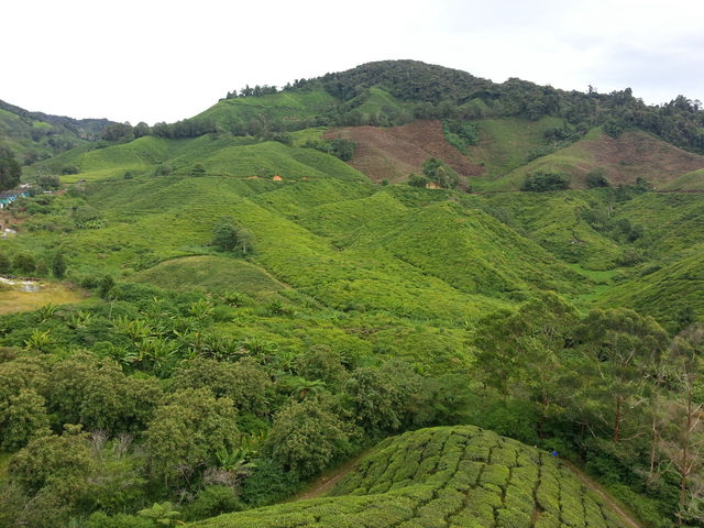 Cameron Highlands’ Green Gem
