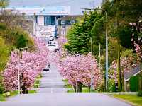 Cherry Blossom Helensburge 