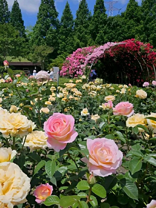 Incheon: Korea’s Coastal Gateway in Full Bloom