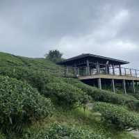 雲之南道步道｜茶園與竹林交織的療癒健行路線