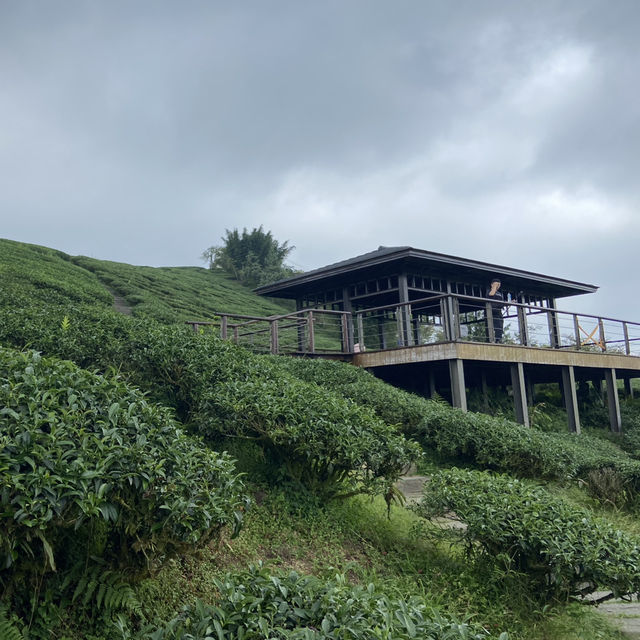 雲之南道步道｜茶園與竹林交織的療癒健行路線
