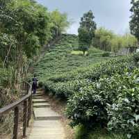 雲之南道步道｜茶園與竹林交織的療癒健行路線