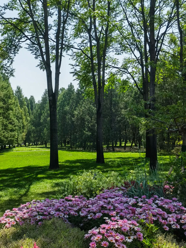 🌼 Tiantan Flower Border – Picture-perfect with every snap! 📸✨
