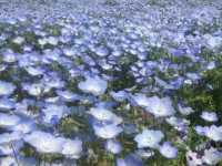 常陸海濱公園｜必訪藍色粉蝶花海夢幻仙境