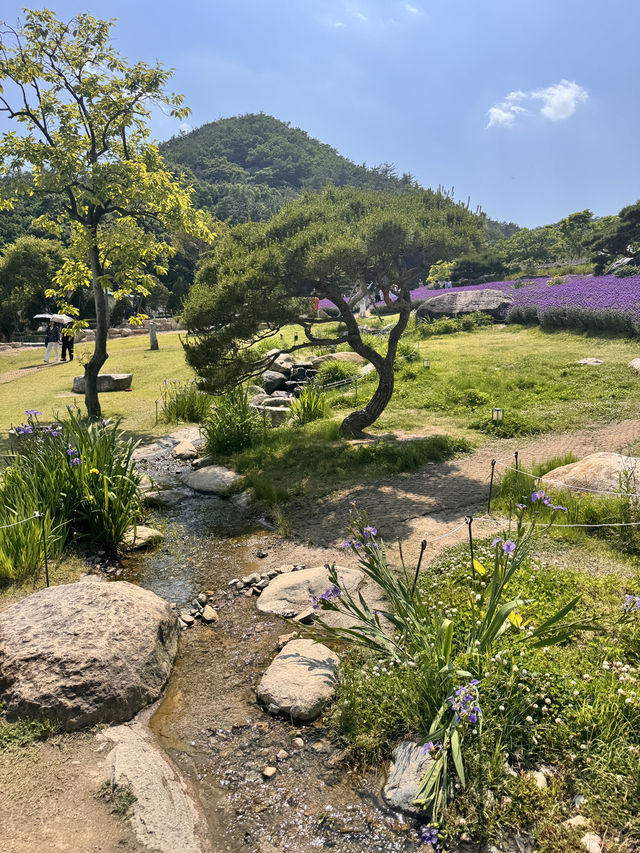 부산 근교 꽃놀이 여행일정~ 라벤더
