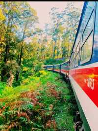 【スリランカ絶景鉄道の旅】  紅茶畑を走り抜ける、キャンディ〜ヌワラエリヤ間の“紅茶鉄道”が最高すぎた！🚃🌿