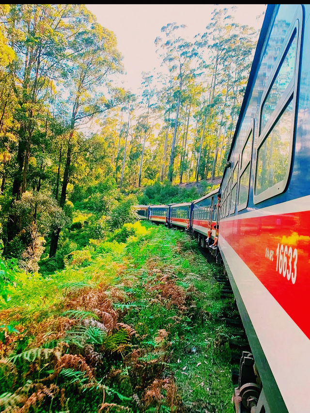 【スリランカ絶景鉄道の旅】  紅茶畑を走り抜ける、キャンディ〜ヌワラエリヤ間の“紅茶鉄道”が最高すぎた！🚃🌿
