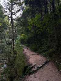 Forest Feels & Chill Trails