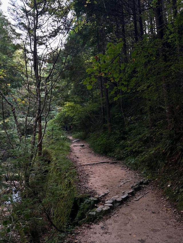 Forest Feels & Chill Trails