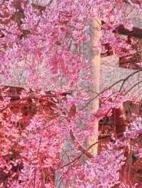 Reflections of Spring at Ichifusa Dam Lake