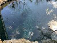 Hoshino Hakkai: A Hidden Paradise of Crystal Waters and Fuji Views