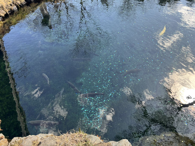 Hoshino Hakkai: A Hidden Paradise of Crystal Waters and Fuji Views