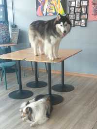 คาเฟ่น้องหมา พัทยา ฟินมากกก! 🐶