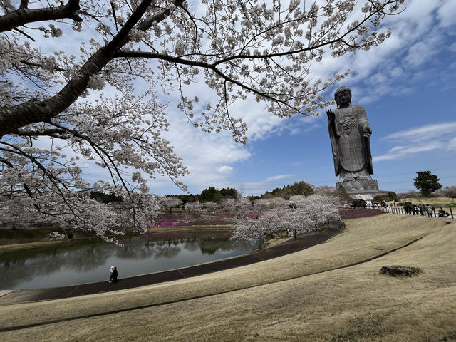 🌸【佛光與櫻影的交會】牛久大佛春日巡禮—一場身心靈共鳴的靜心旅行