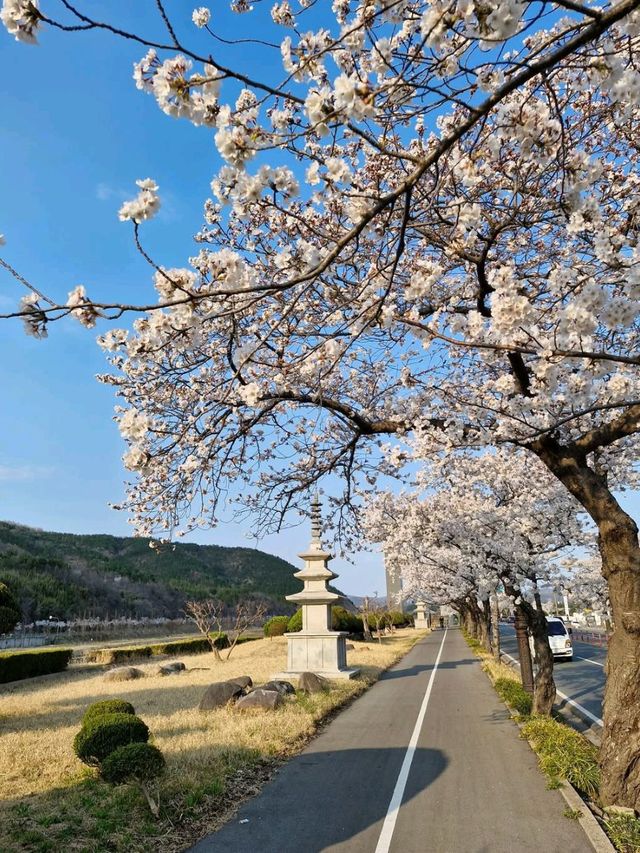 Gyeongju in Bloom