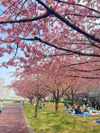 Unexpected Cherry Blossoms Moment