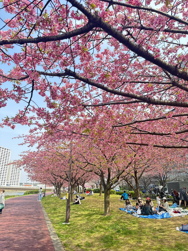 Unexpected Cherry Blossoms Moment