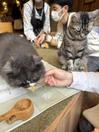 東京城市散步提案｜從淺草老街走到秋葉原的貓之午後