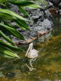 Birds, Beauty & Tropical Vibes at KL Bird Park 🦜🌴