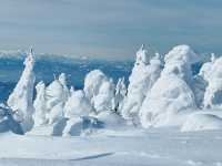 樹冰高原中的滑雪天堂❄️