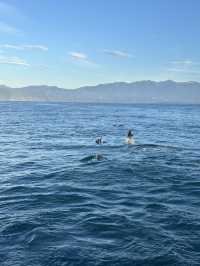 🇳🇿Kaikoura: A Paradise for Whale Watchers and Nature Lovers