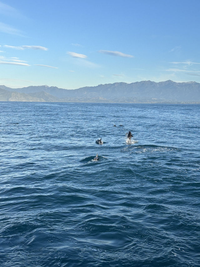 🇳🇿Kaikoura: A Paradise for Whale Watchers and Nature Lovers