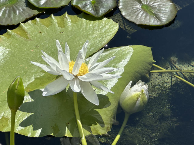 香港好去處 | 賞花 | 志蓮淨苑 | 蓮花