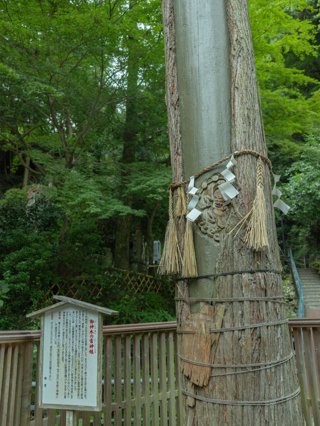 【福岡】圧巻の紫陽花を見たいならここ！