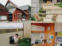 เราจะพาไปเกาะที่มีประชากรแมวมากกว่าร้อยตัว🐈
