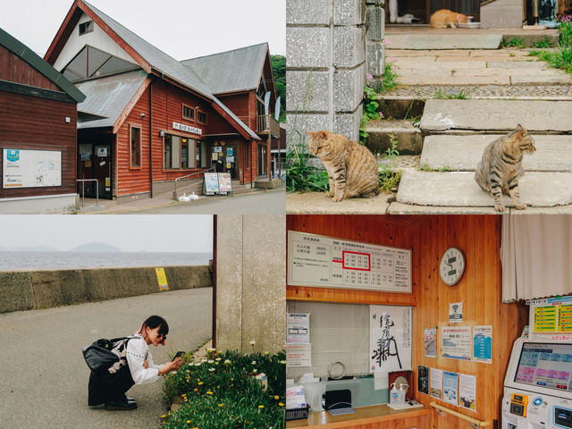 เราจะพาไปเกาะที่มีประชากรแมวมากกว่าร้อยตัว🐈