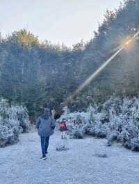 Tranquil Beauty of the Waiau River Walk