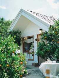 สวนส้มจินจู JINJU the orange farm 