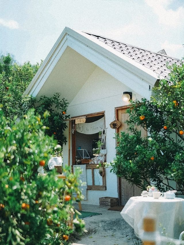 สวนส้มจินจู JINJU the orange farm 
