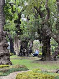 Spending a day with gigantic trees 