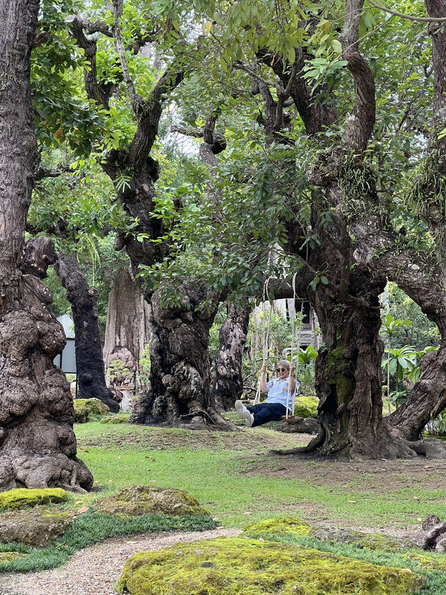 Spending a day with gigantic trees 