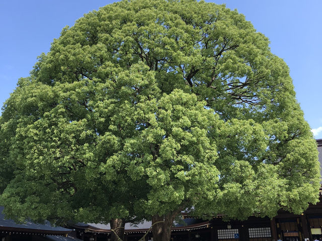 繁華鬧市中的寧靜