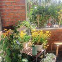 สวนไม้บ้านทุ่ง Cafe’ & Cactus Garden