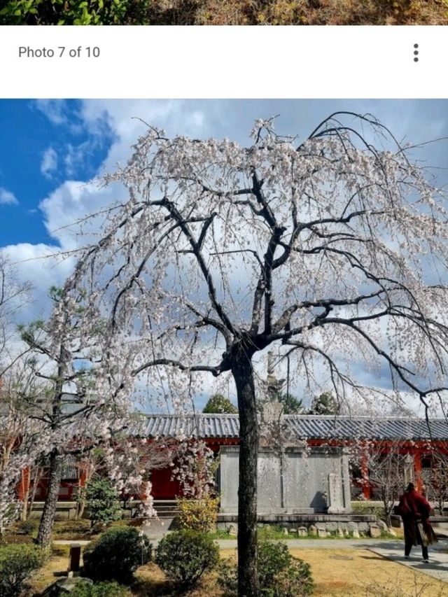 @ SANJUSANGENDO TEMPLE IN KYOTO.