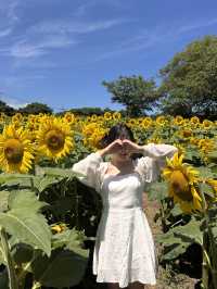 제주에서 해바라기 만날 수 있는 곳-🌻