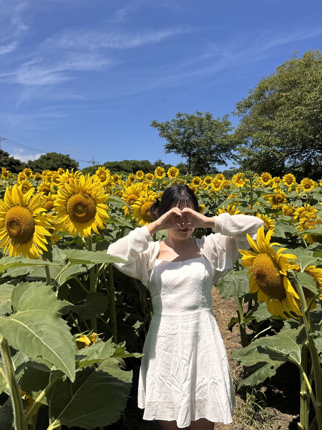 제주에서 해바라기 만날 수 있는 곳-🌻