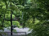 Eizan Electric Railway: My Journey on the "Train to the Green Forest"! 🌳🚃