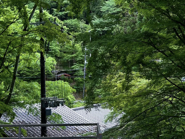 Eizan Electric Railway: My Journey on the "Train to the Green Forest"! 🌳🚃
