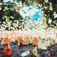 Vườn quốc gia Cát Tiên