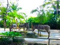 Mesmerizing Singapore Zoo! 