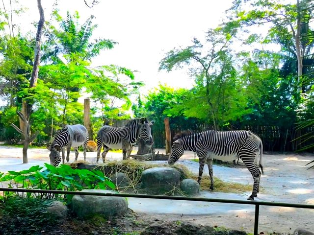 Mesmerizing Singapore Zoo! 