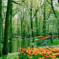 【花の楽園🌷】キューケンホフ公園🇳🇱